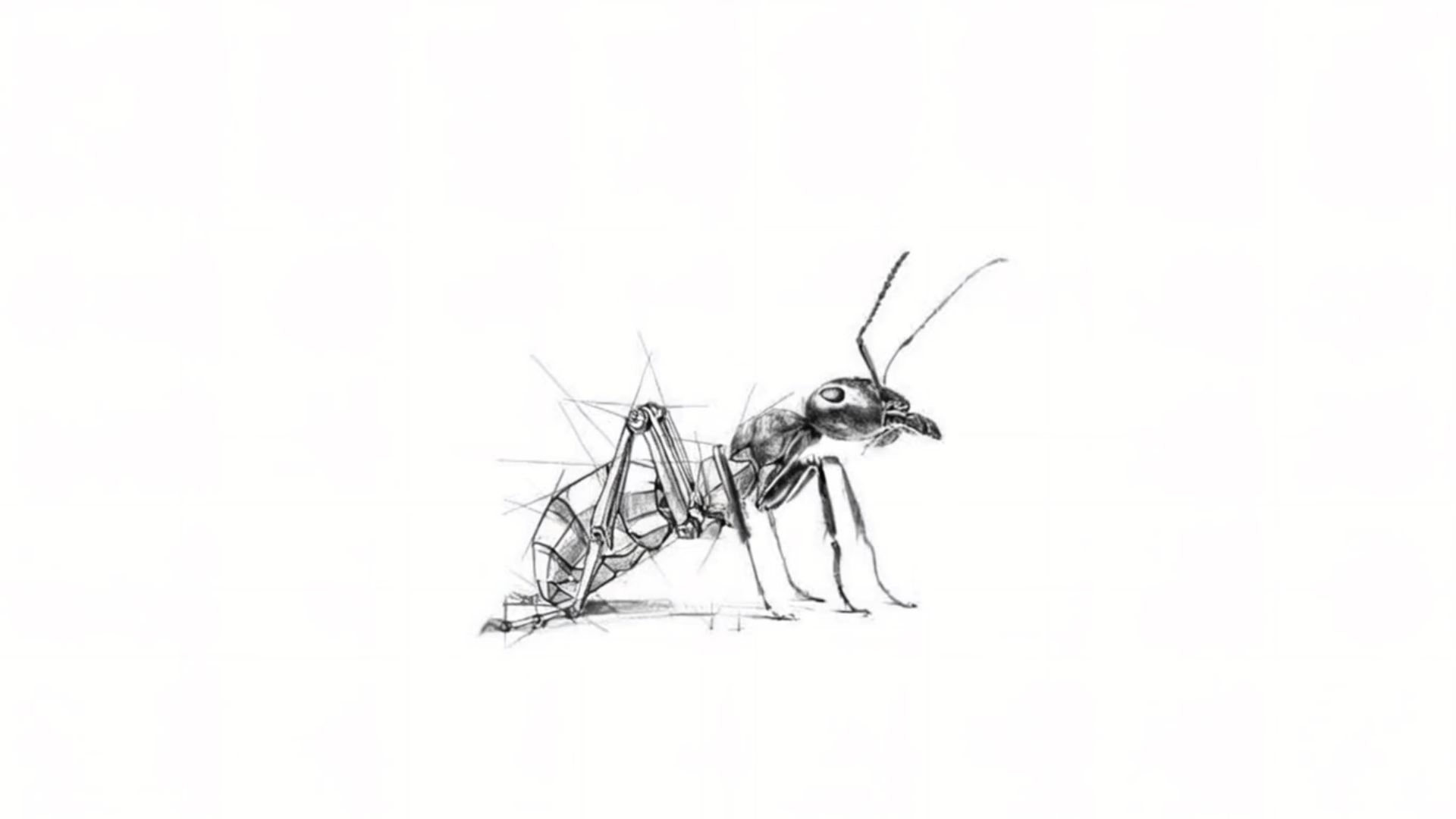Animated black sketch of an ant